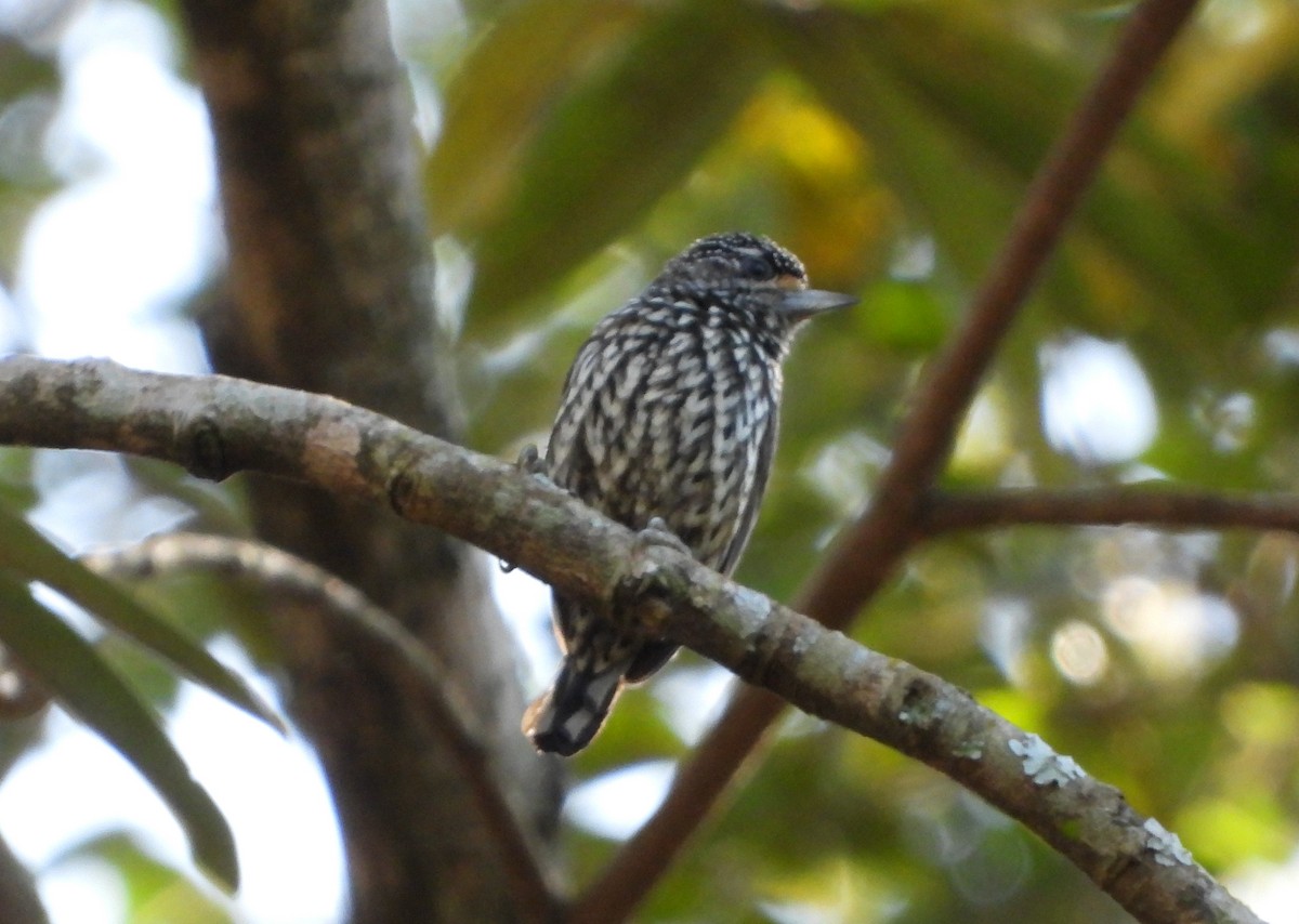 White-wedged Piculet - ML580404591