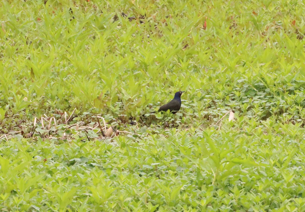 Common Grackle - ML580405821