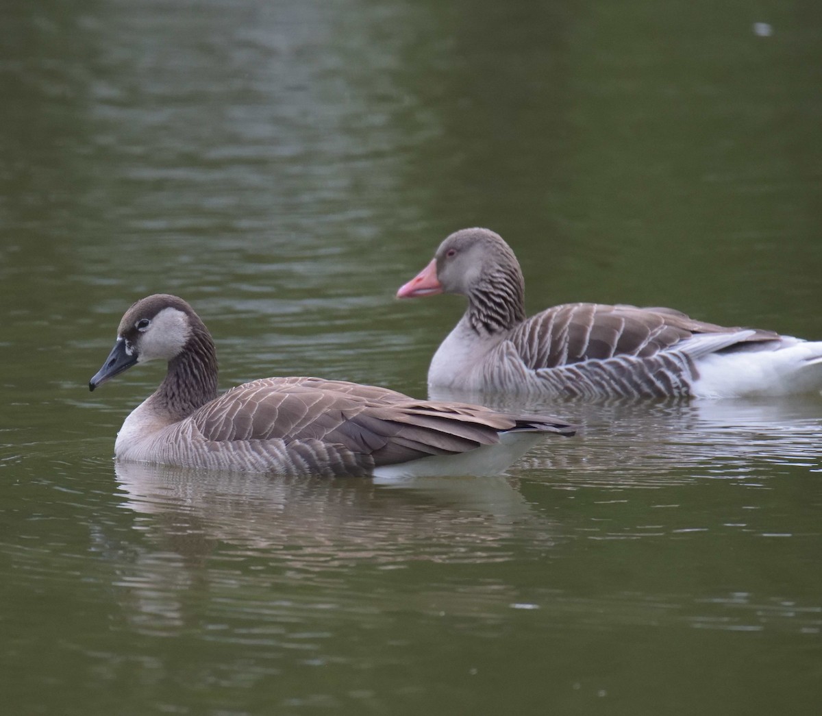 Graylag x Canada Goose (hybrid) - ML580406301