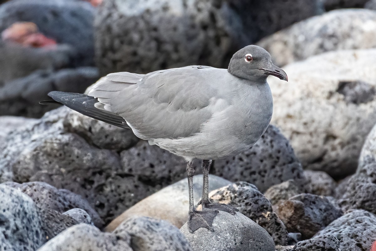 Mouette obscure - ML580406631