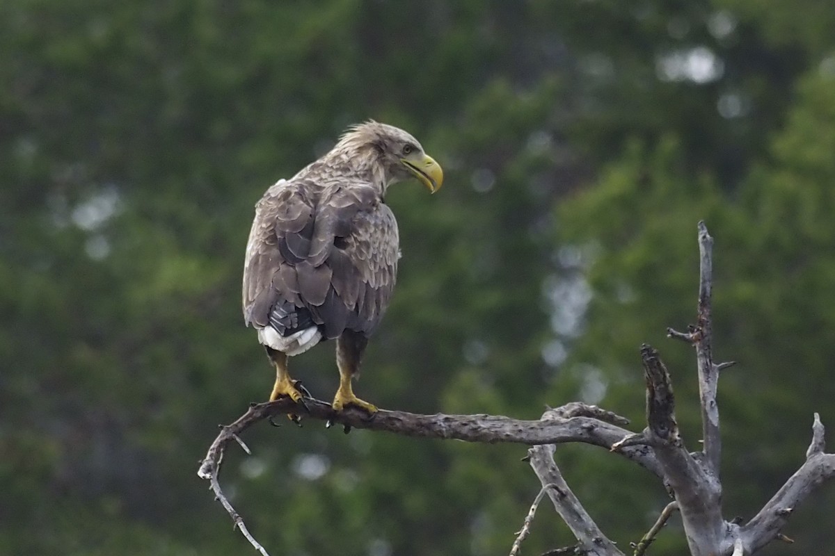 White-tailed Eagle - ML580407031