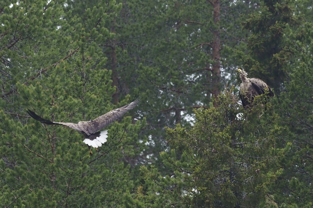 White-tailed Eagle - ML580407631