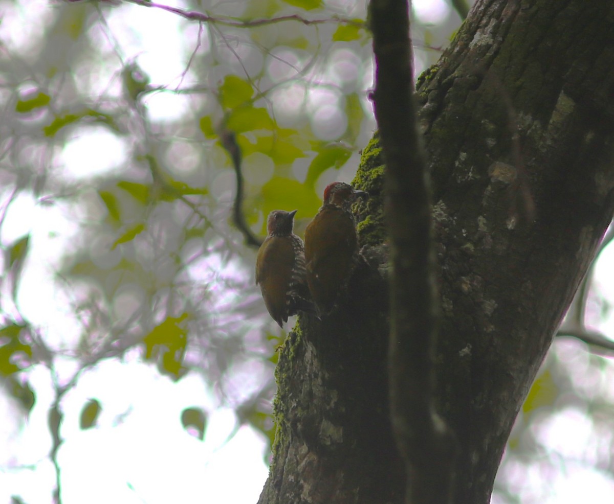 Brown-eared Woodpecker - ML580407821