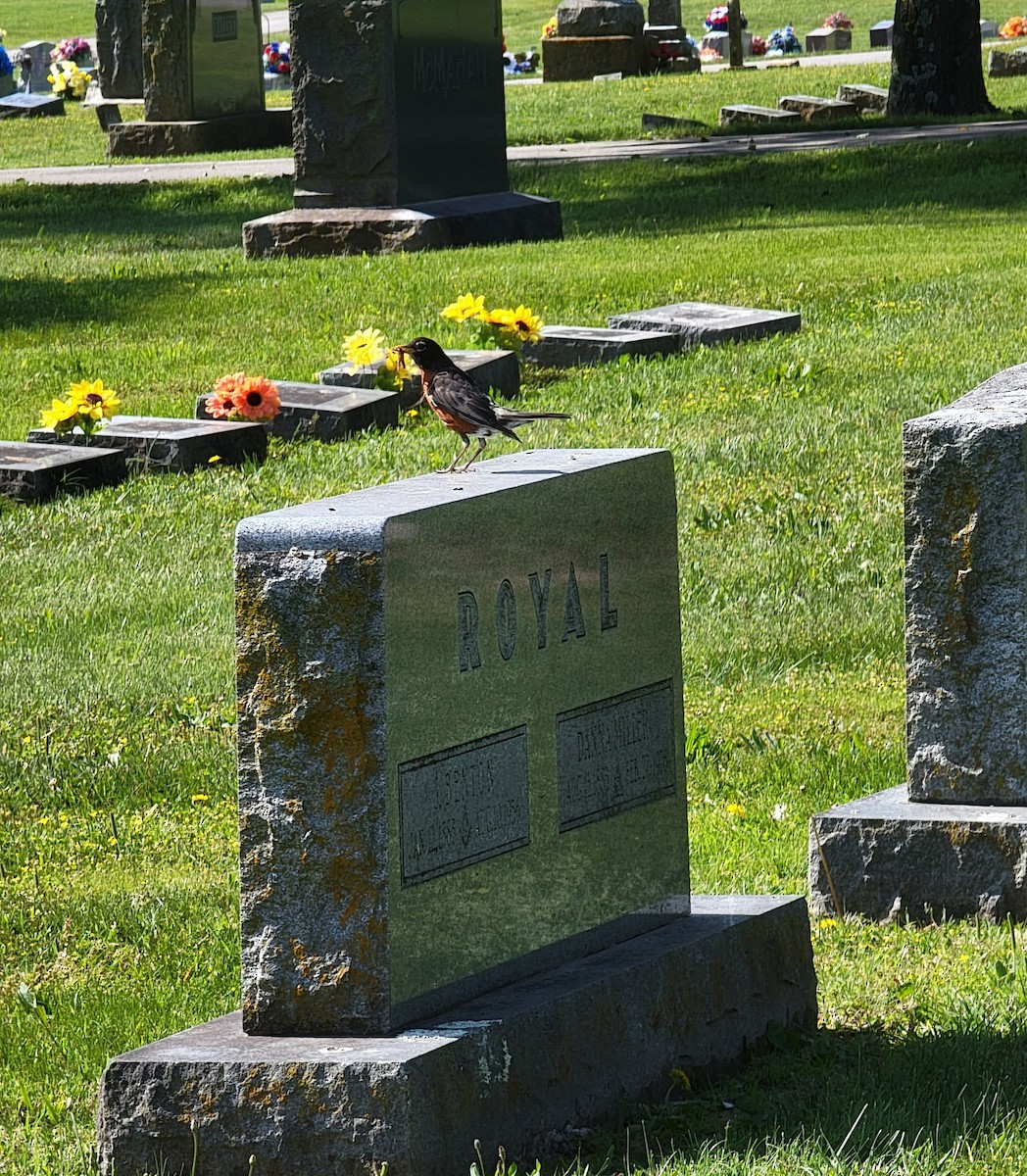 American Robin - ML580408381