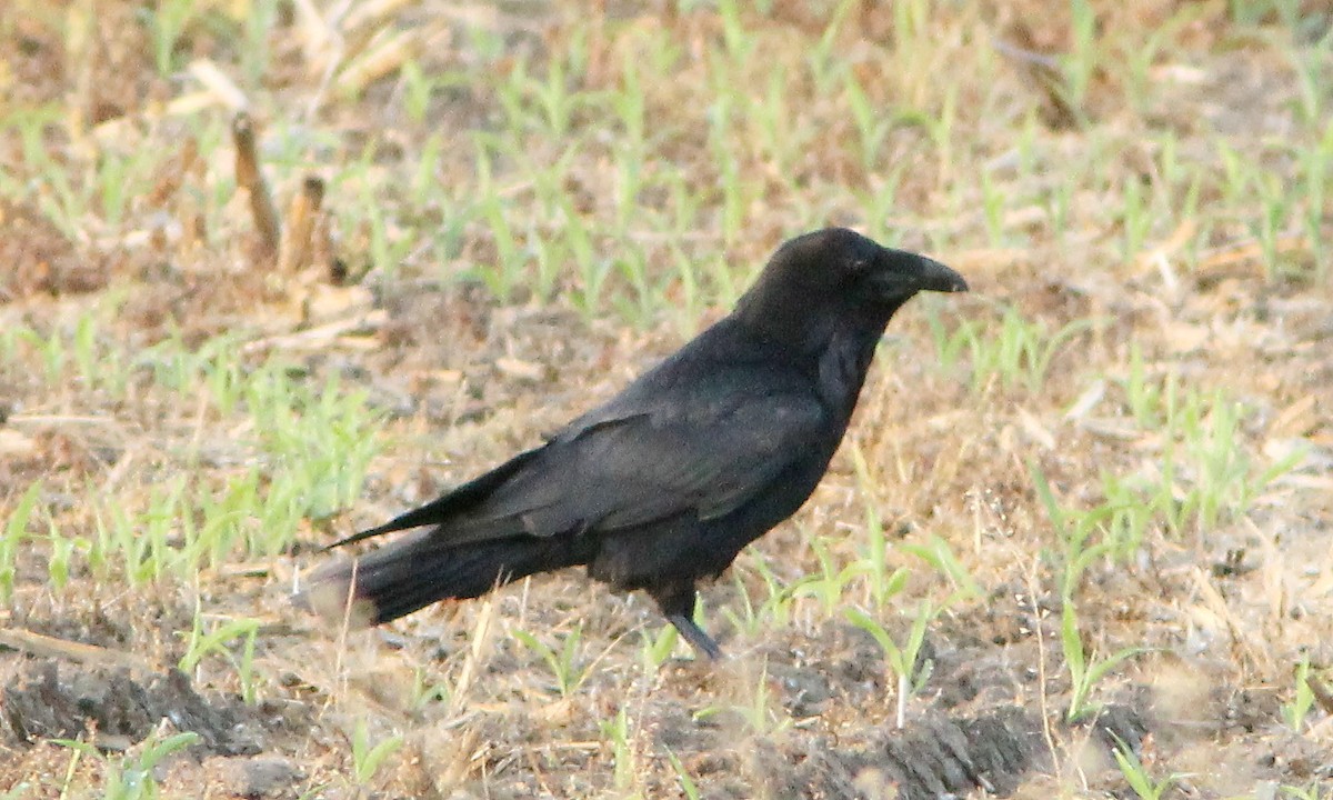 Common Raven - ML580408801