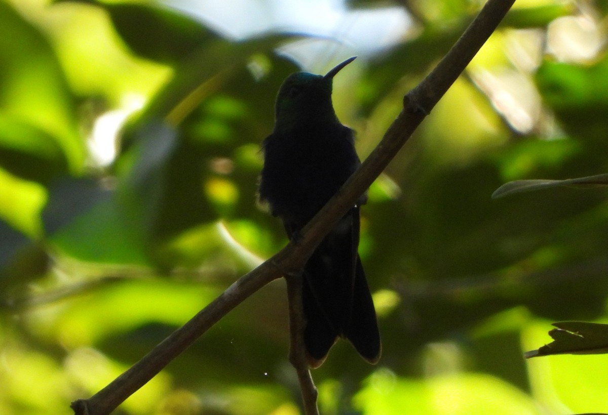 kolibřík nymfový - ML580409231