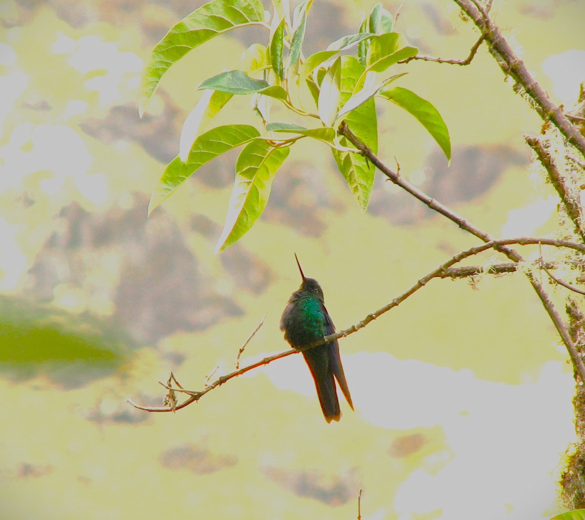 kolibřík modrokřídlý - ML580409731