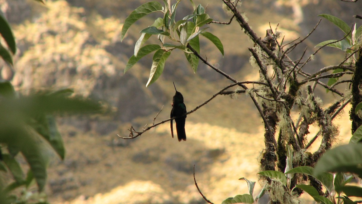kolibřík modrokřídlý - ML580409751