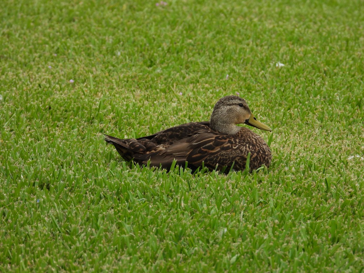 Mottled Duck - Elizabeth Stakenborg