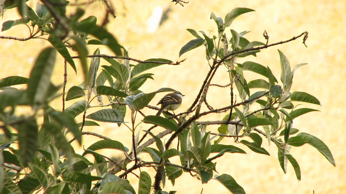 Tyranneau à gorge blanche - ML580410041