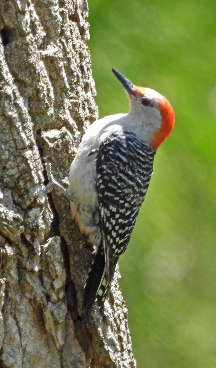 Red-bellied Woodpecker - Rob Heffner