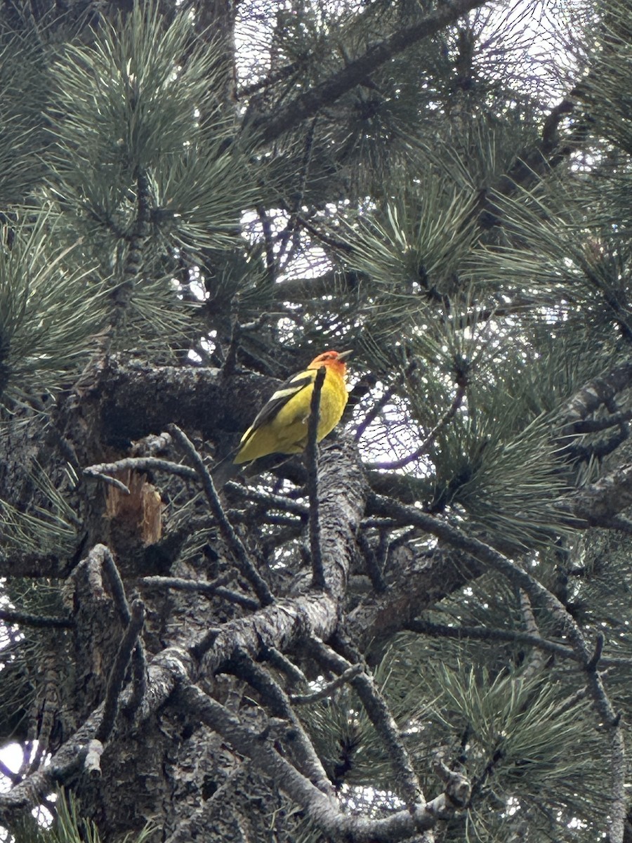 Western Tanager - ML580412581