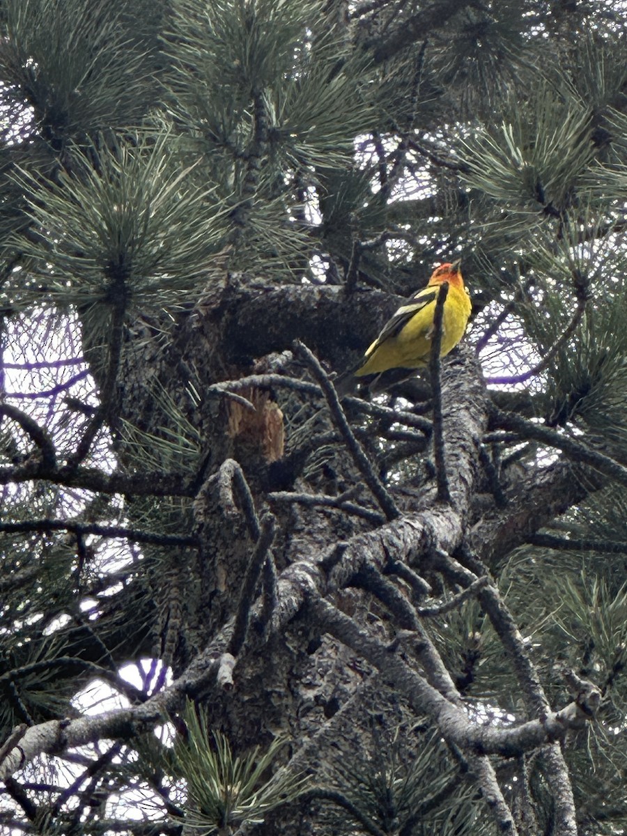 Western Tanager - ML580412591