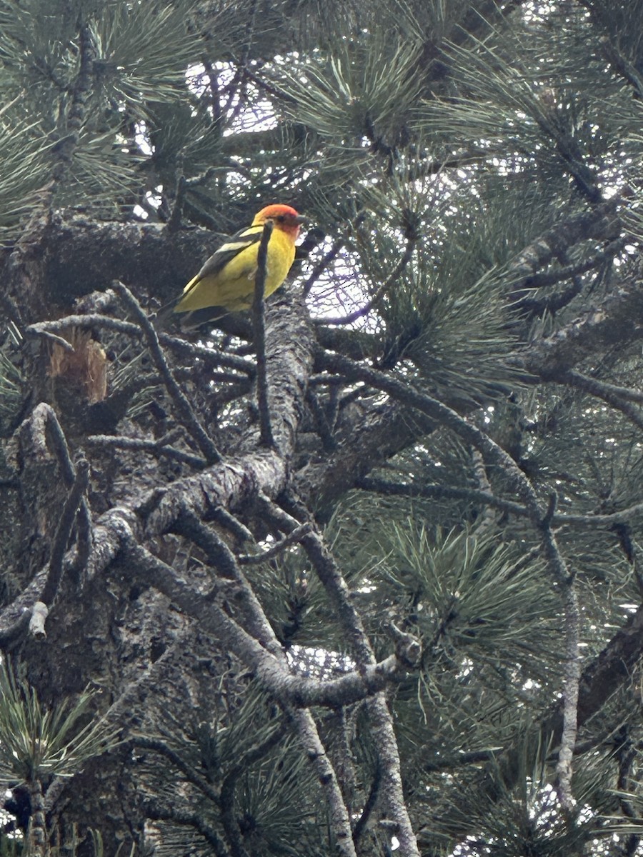 Western Tanager - ML580412601