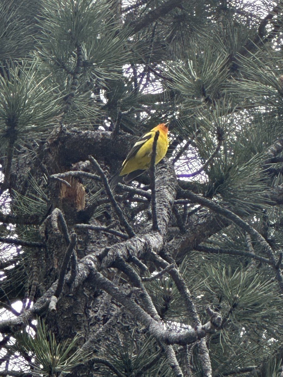 Western Tanager - ML580412611