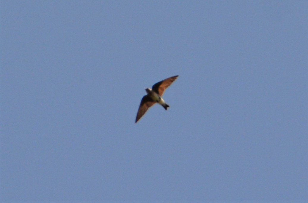 Northern Rough-winged Swallow - "Chia" Cory Chiappone ⚡️