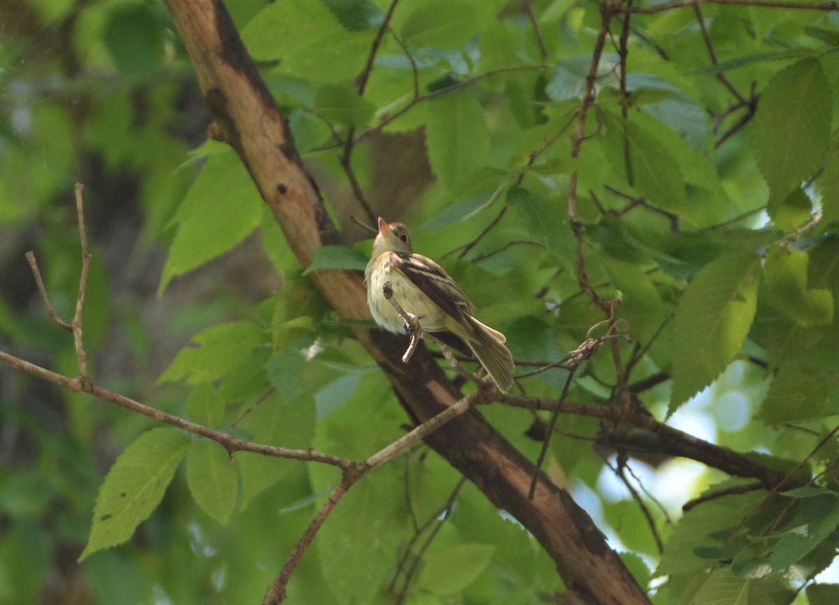 Acadian Flycatcher - ML580412971