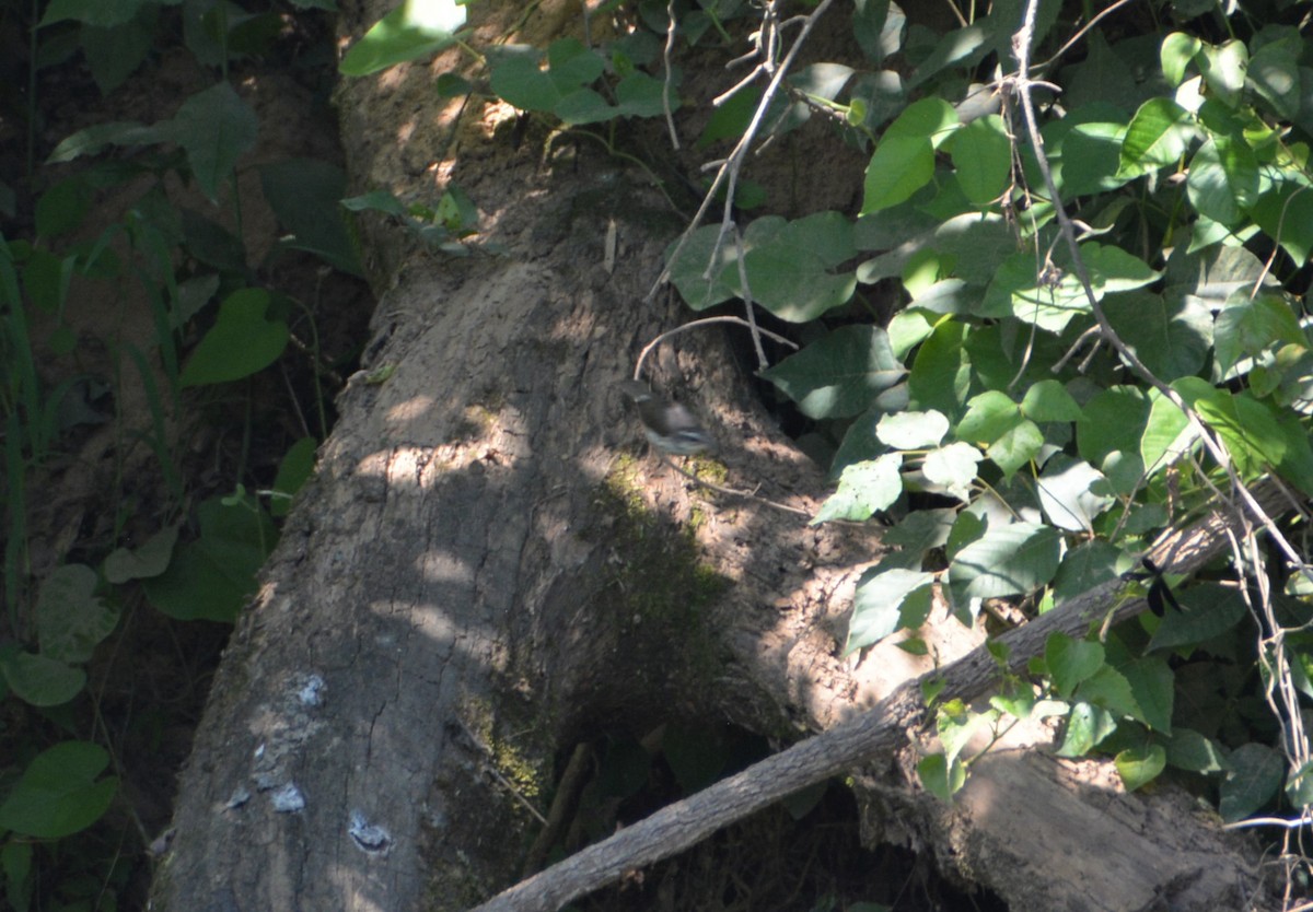 Louisiana Waterthrush - ML580413021