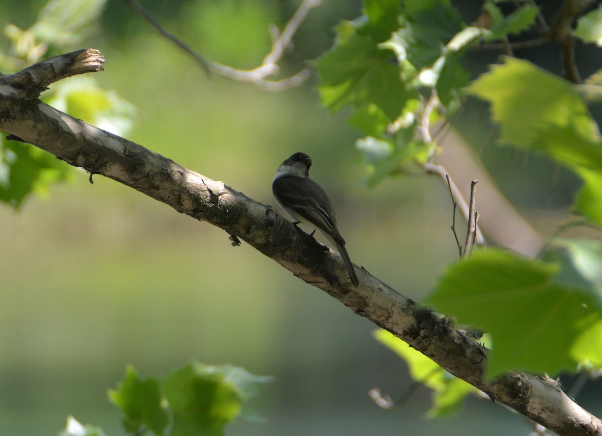 Eastern Phoebe - ML580413191