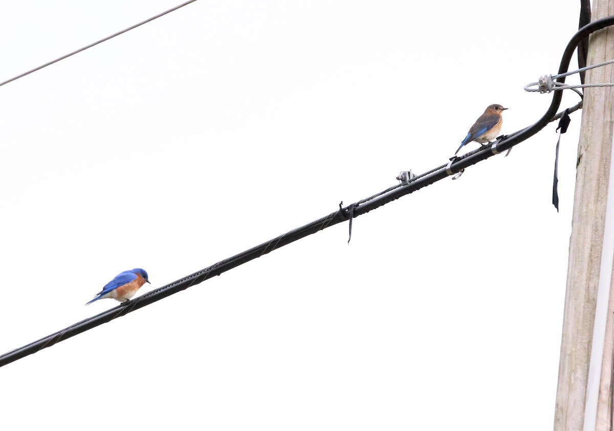 Eastern Bluebird - ML580413571