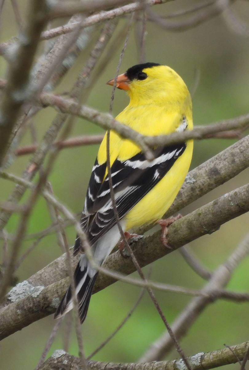 American Goldfinch - ML580413611