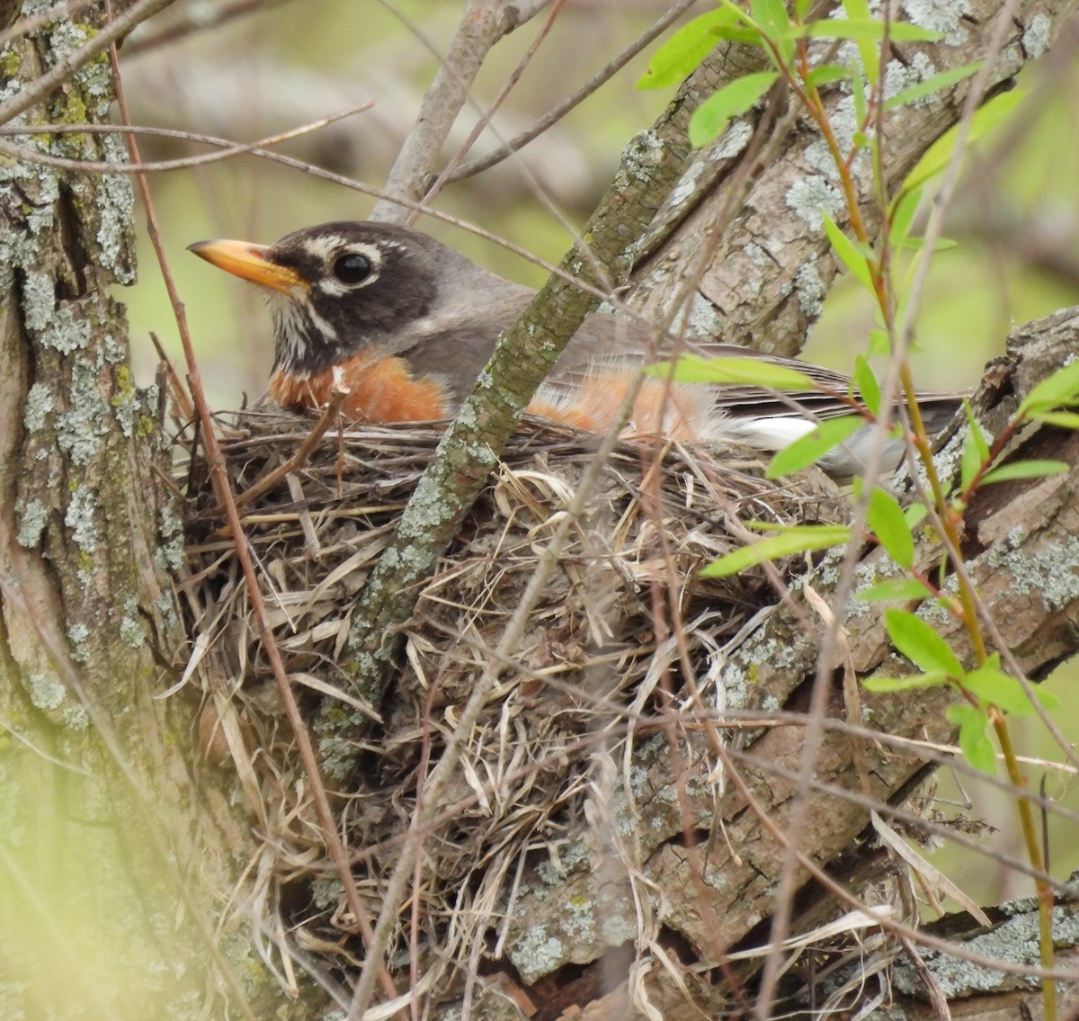 Zozo papargorria - ML580414231