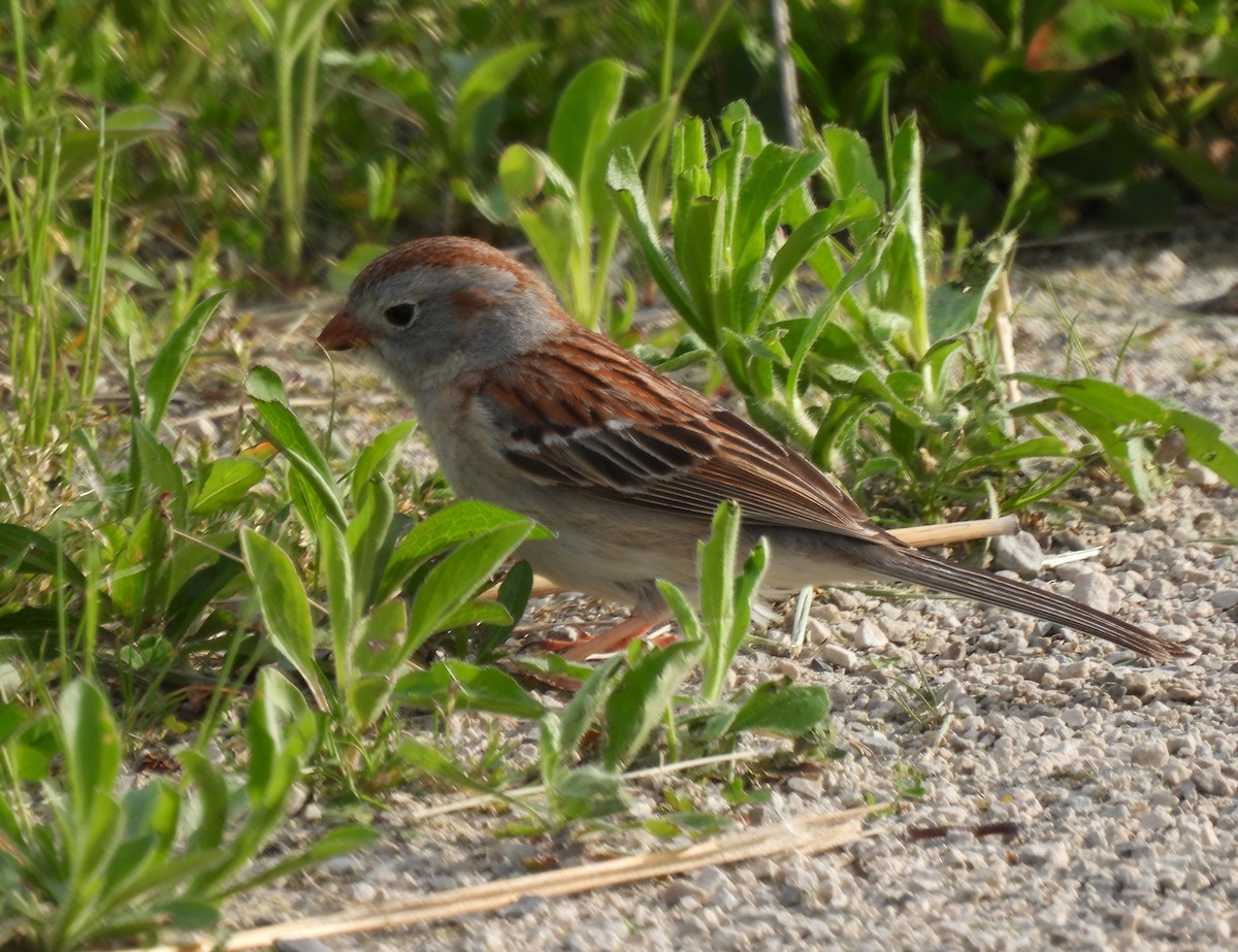 Field Sparrow - ML580414541