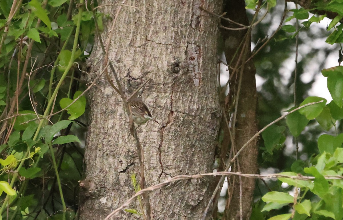 Yellow-rumped Warbler - ML580414581