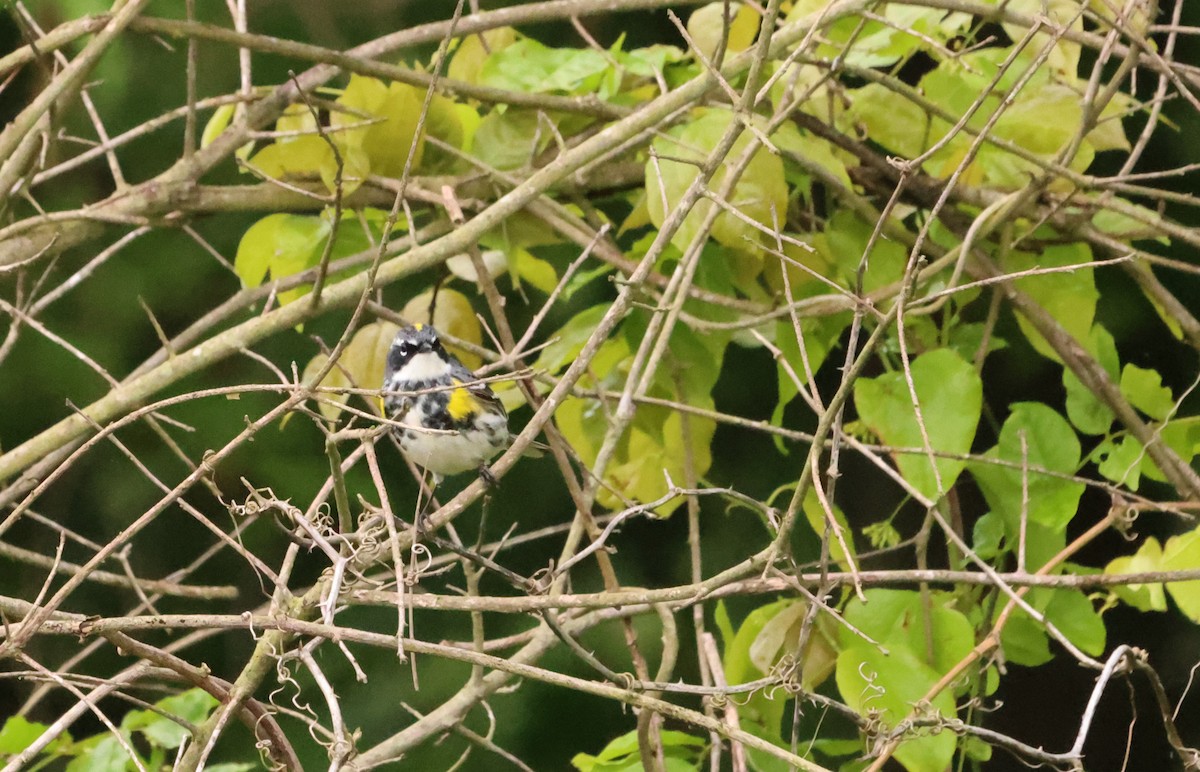 Yellow-rumped Warbler - ML580414591