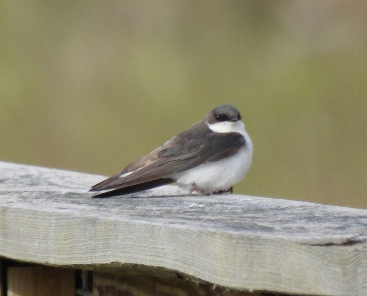 Tree Swallow - ML580415381