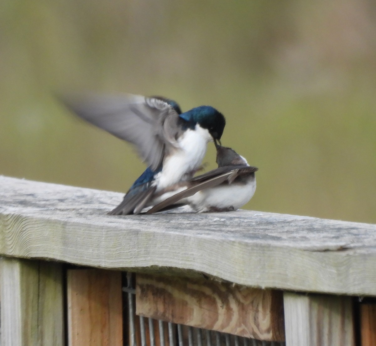 Tree Swallow - ML580415391