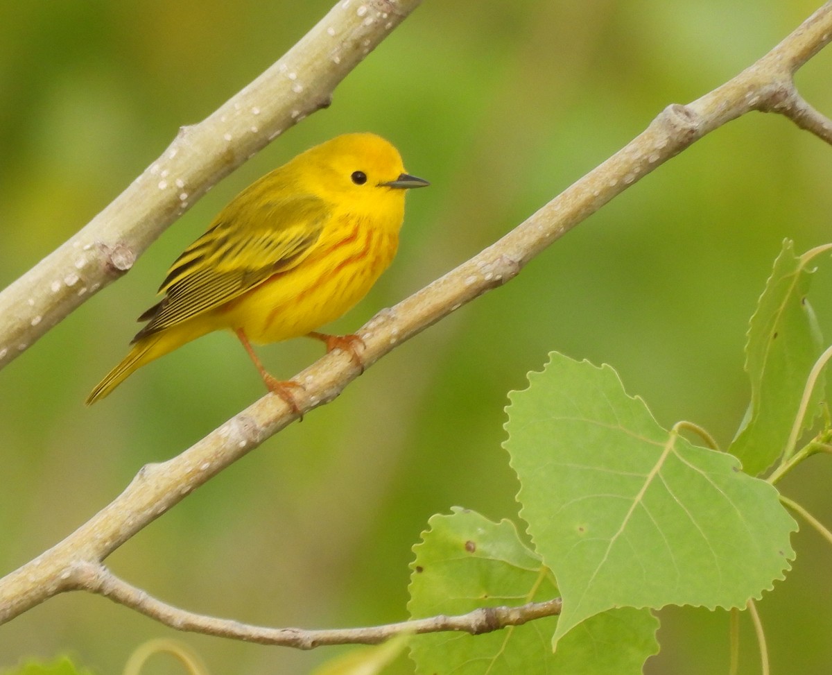 Paruline jaune - ML580415871