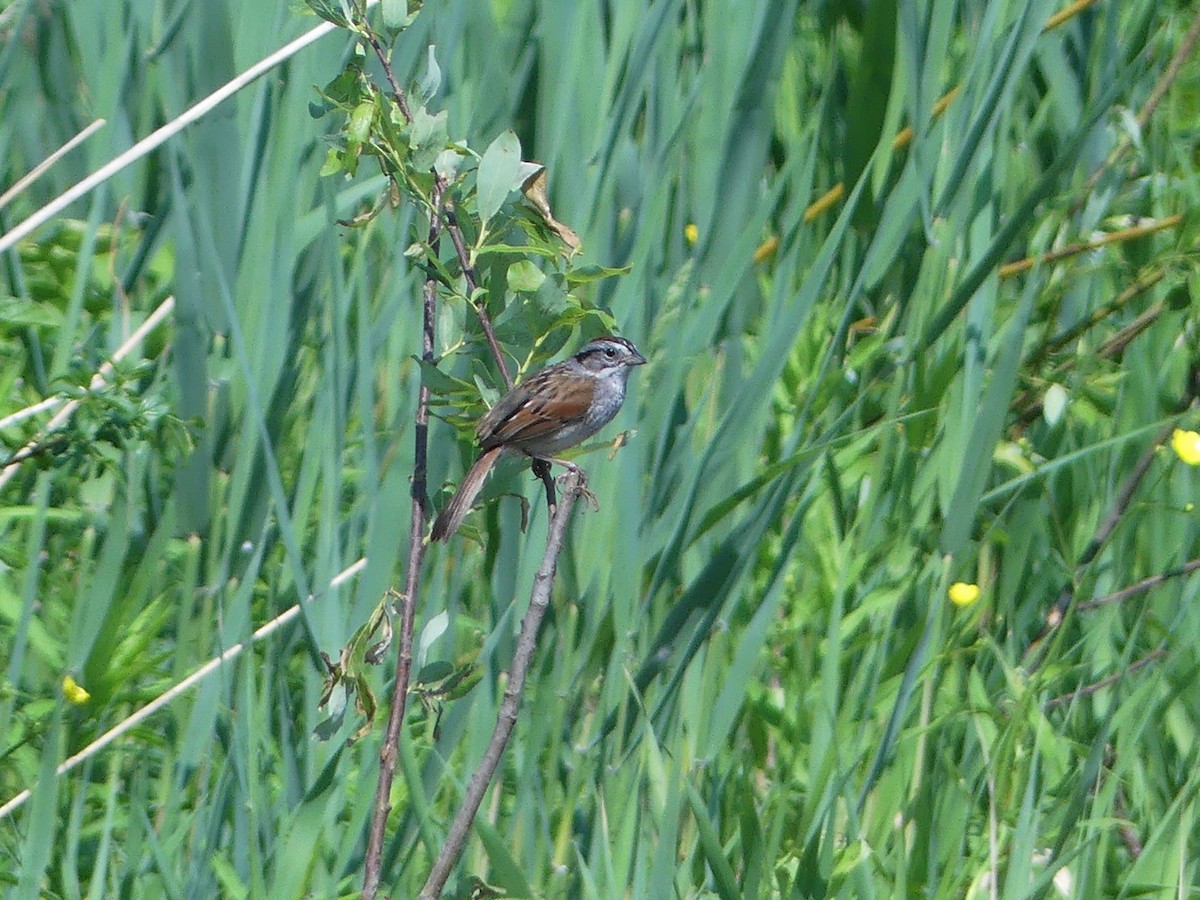 Swamp Sparrow - ML580416041