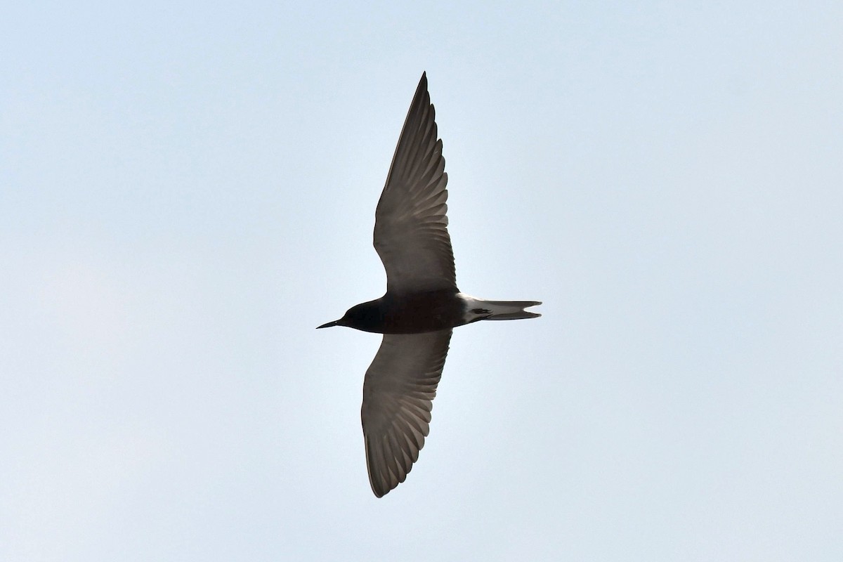 Black Tern - Joel Trick