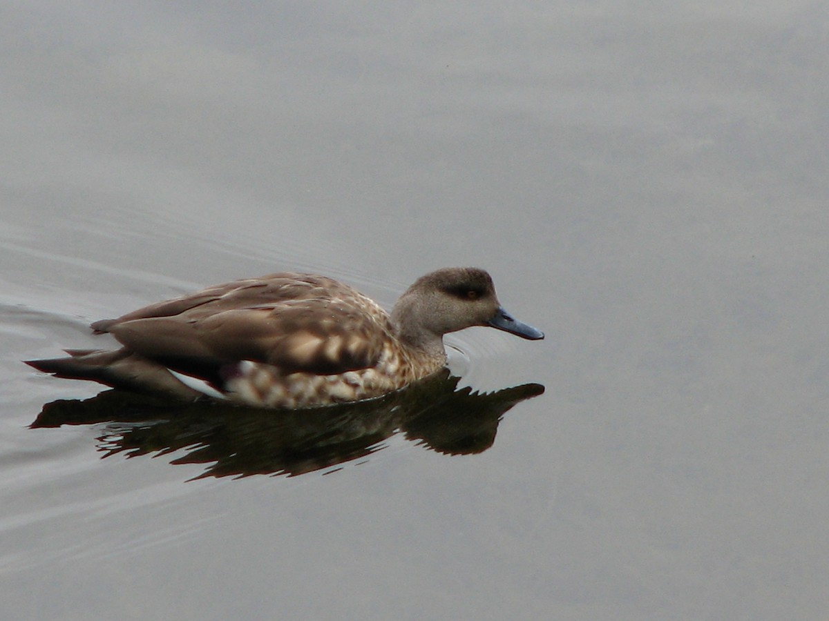 Crested Duck - ML580416251