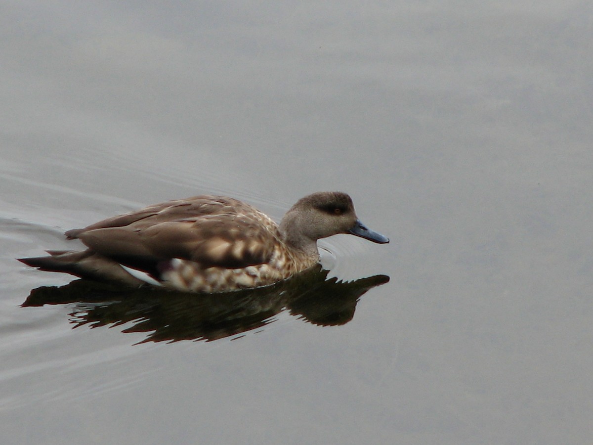 Canard huppé - ML580416251