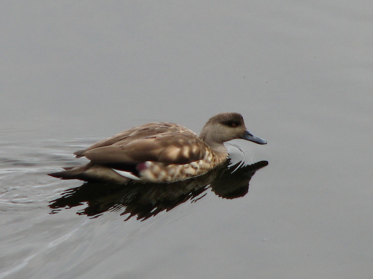 Canard huppé - ML580416261