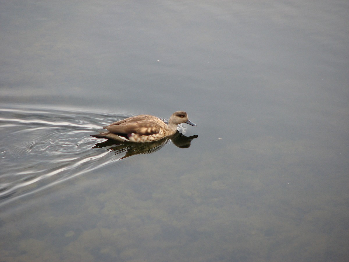 Canard huppé - ML580416291