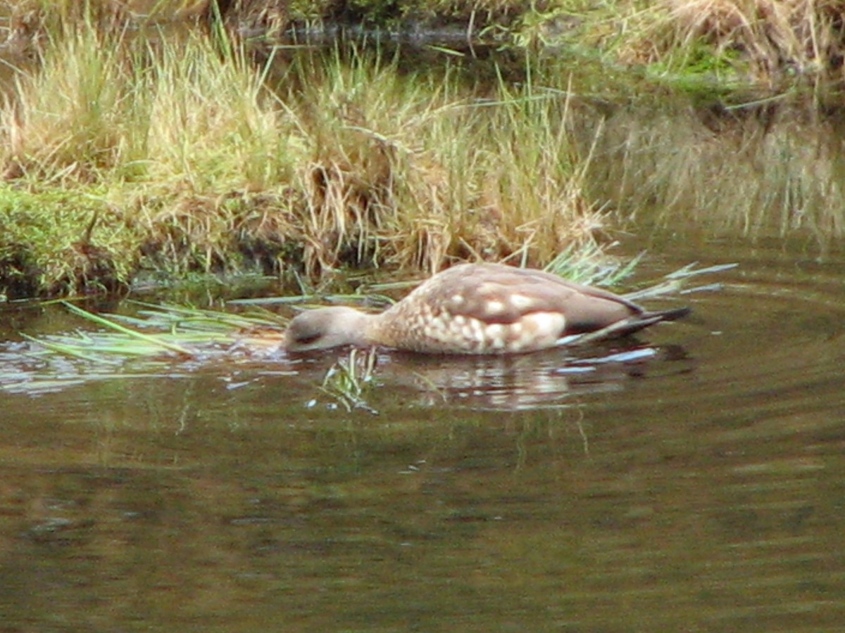 Crested Duck - ML580416341