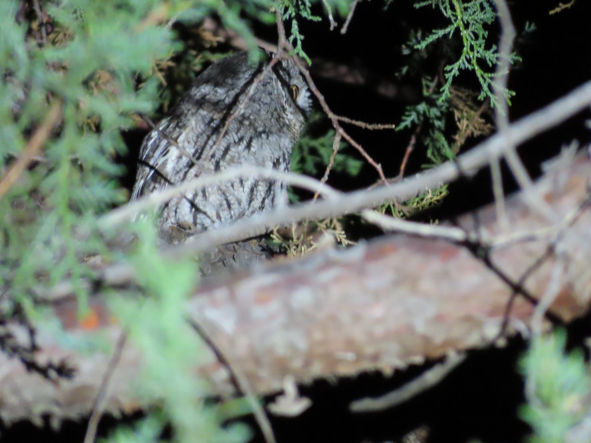 Whiskered Screech-Owl - ML580417021