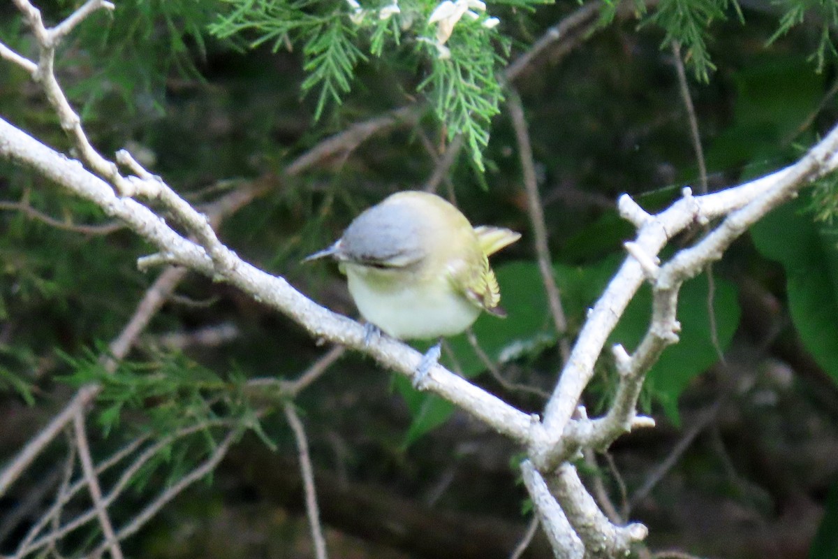 Red-eyed Vireo - Jeff Culler