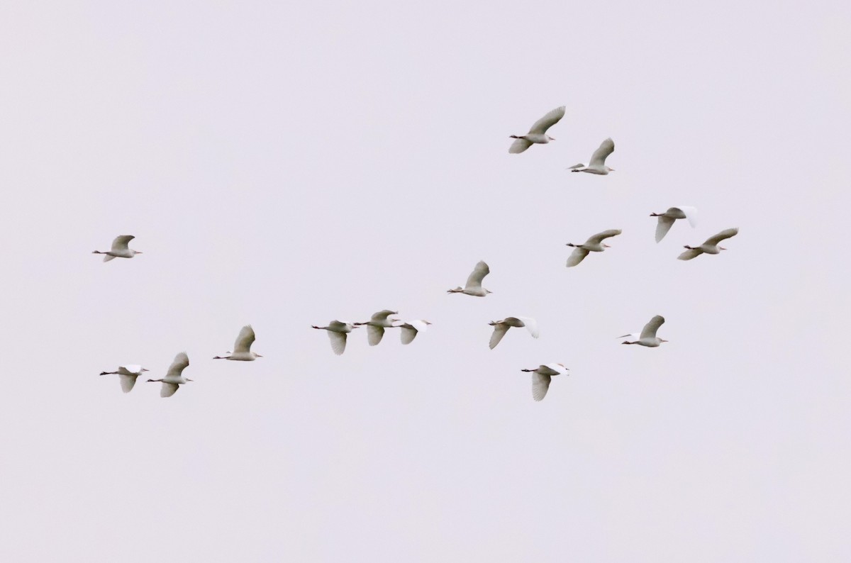 Чапля єгипетська (підвид ibis) - ML580417741