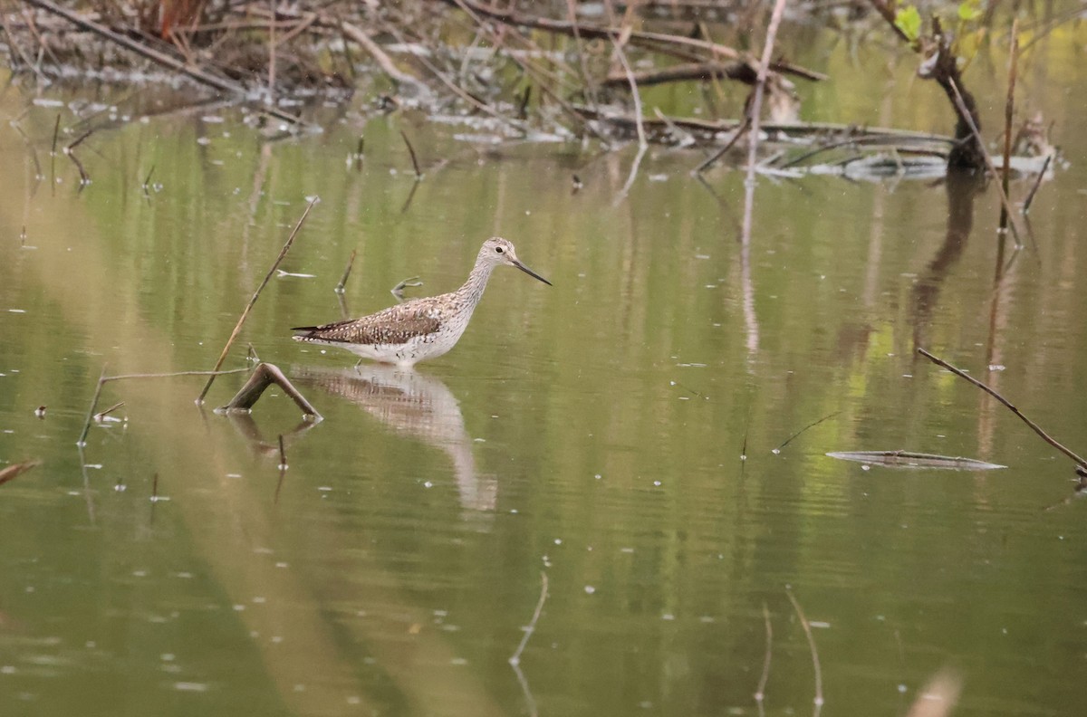 Greater Yellowlegs - ML580417751