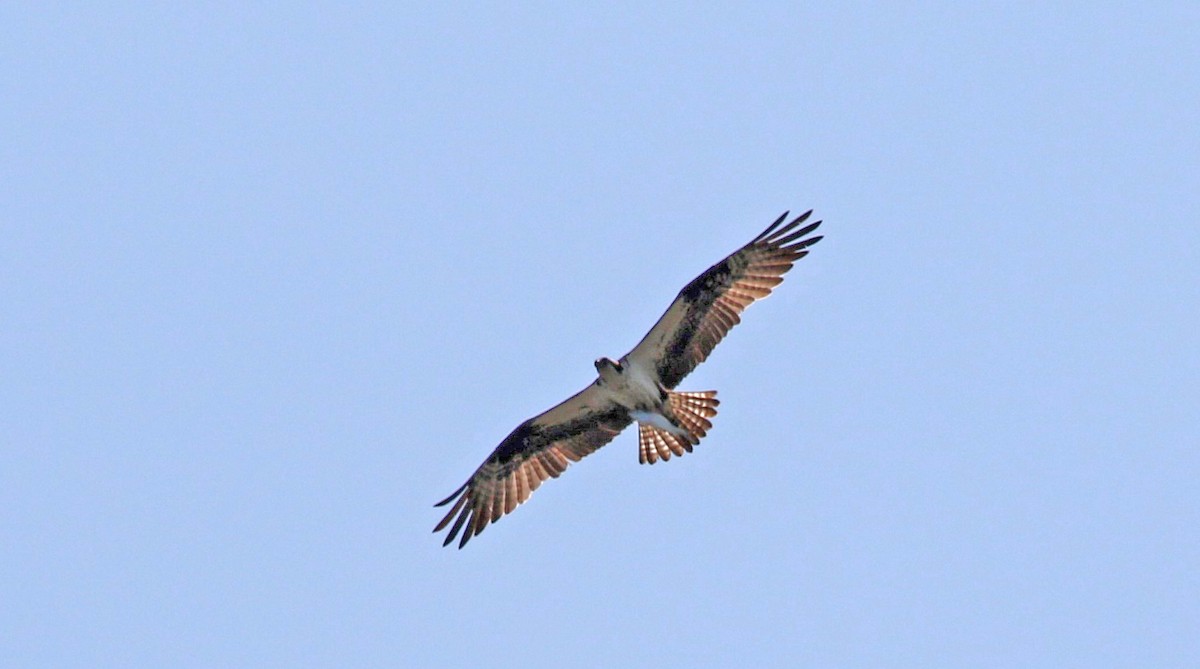 Osprey - ML580418881