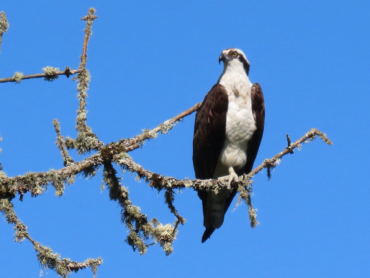 Águila Pescadora - ML580421021