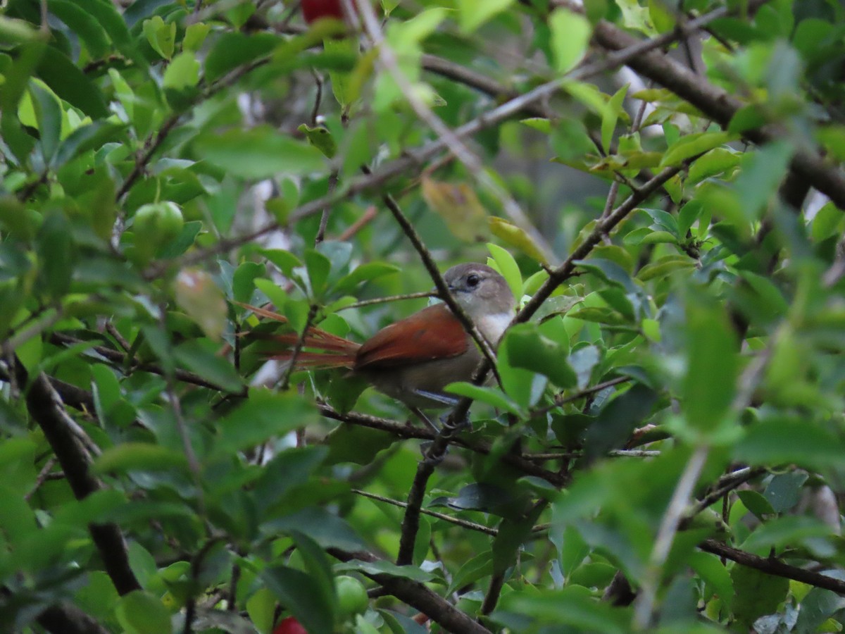 Plain-crowned Spinetail - ML580422941