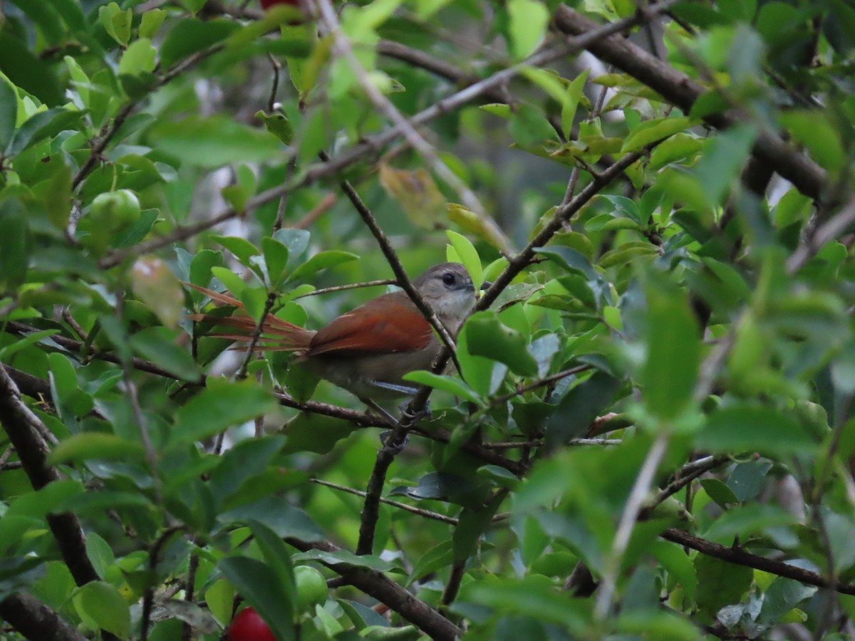 Plain-crowned Spinetail - ML580422951