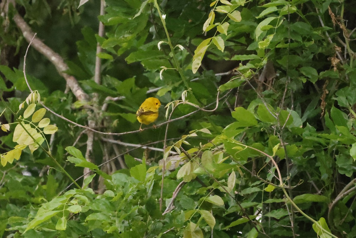 Yellow Warbler - ML580423331