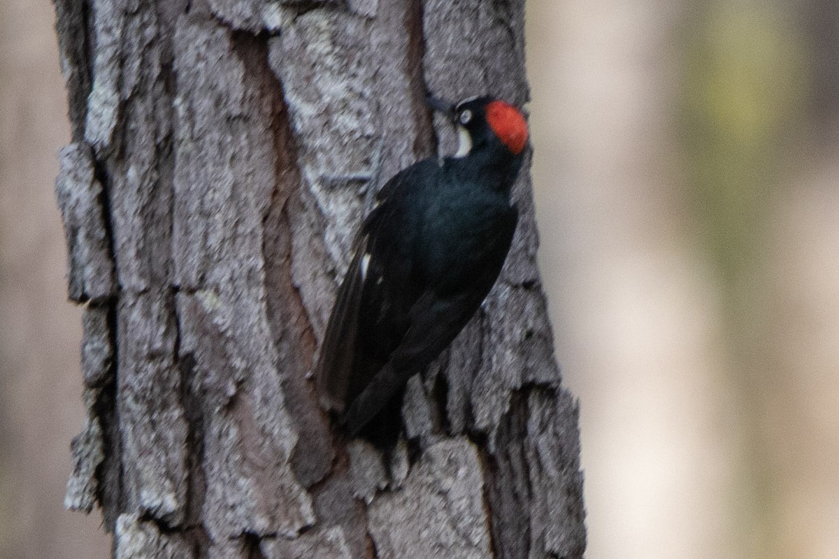 Acorn Woodpecker - ML580423721