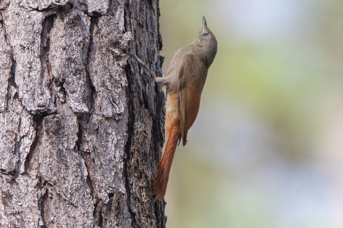 Olivaceous Woodcreeper - ML580423871
